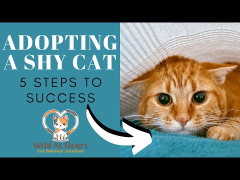 Adopting A Shy Cat: 5 Steps to Success