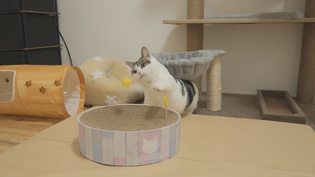 オモチャで遊ばない猫、主が部屋を出たとたん遊びだす……笑