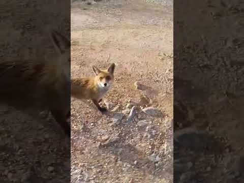 ეს მელია არ არის? #ცხოველები #fox #animals