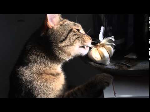 Cat eats garlic skin