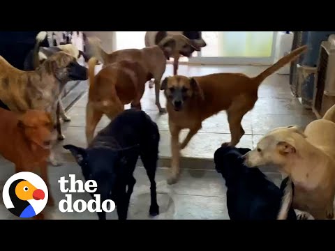 Guy Bring 300 Dogs Into His House During A Hurricane | The Dodo