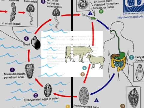 Giardia parasites in humans