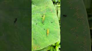 Download lagu #belalang#viral#music#cute#shorts mp3 Download lagu #belalang#viral#music#cute#shorts mp3