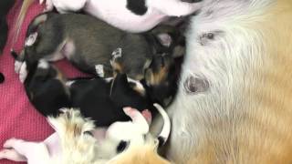 Download lagu Farlat saluki - Fara babies 5 days mp3