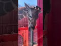 What the f is going on #again #animals #giraffe #pole #suck #wee #wee #funnyvideo #funny #enjoying