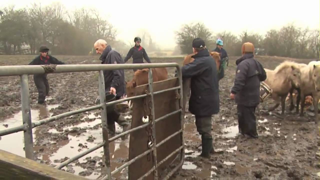 20 ponies rescued from a life of misery