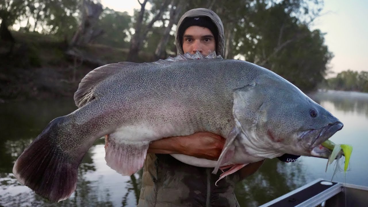 Metre Cod on Every Colour: A Winter Murray Cod Challenge