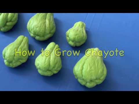 How to Grow Chayote