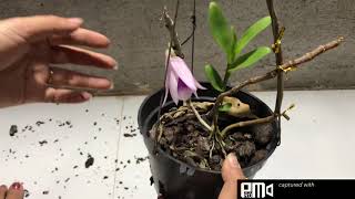 Lan rừng Buôn Đôn phiên tối ngày 5/5/2021 Sđt 0962237739