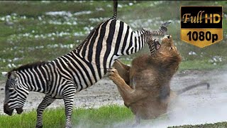 Aslan Ve Zebra 1 Saatlik Hayvan Belgeseli - Lion V
