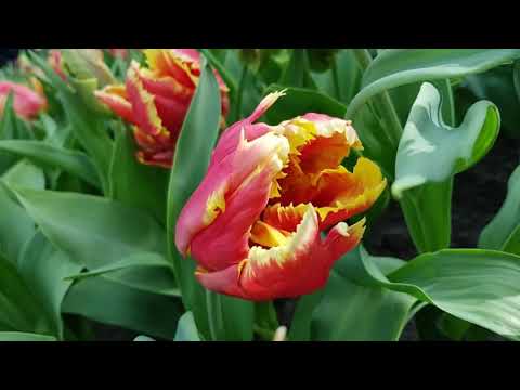 keukenhof Netherlands 2019 Tulip garden