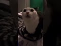 Ao Ao Ao Ao Ao Ao Ae Ae Ae Ae Ae Funny Cat