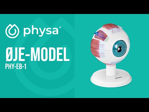 Produktvideo - Øje-model - 6:1