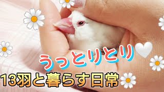 【文鳥】13羽と暮らす日常♪体調に気を付けようの季節。登録者3400人ありがとう♪