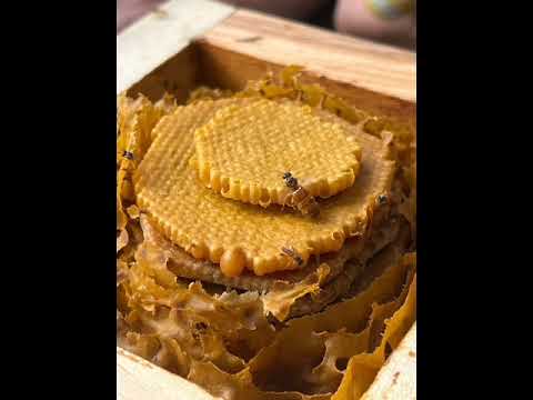 Circulación del conocimiento en Meliponicultura, En Fenicia- Valle