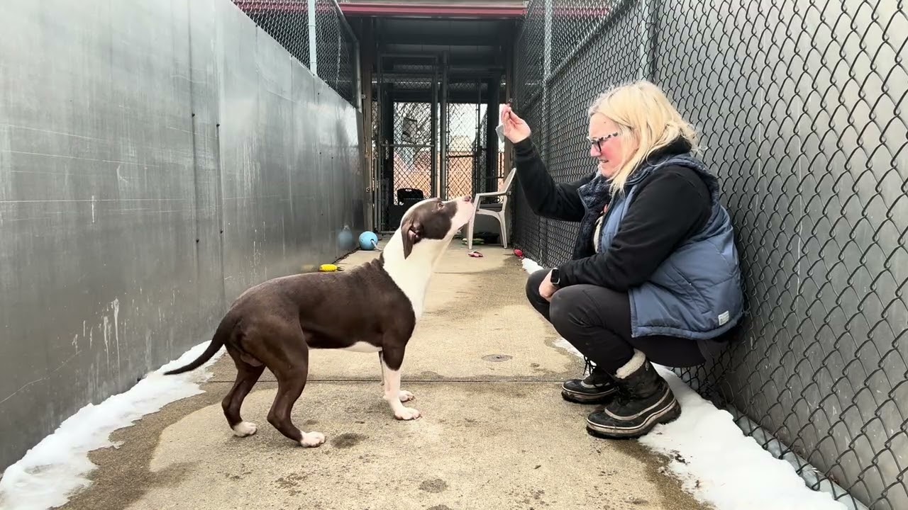 Squiggy, a ADOPTABLE Pit Bull Terrier in Chicago, IL video 1/5