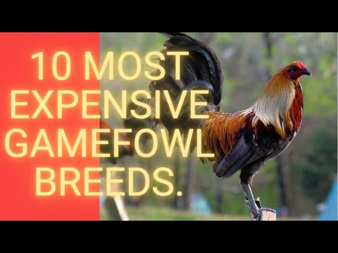 10 Most EXPENSIVE GameFowl Breeds.