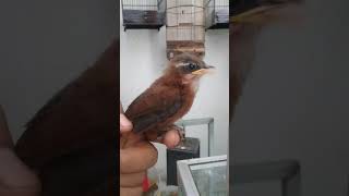 Download lagu Anakan cucak kopi/kopi kopi mp3