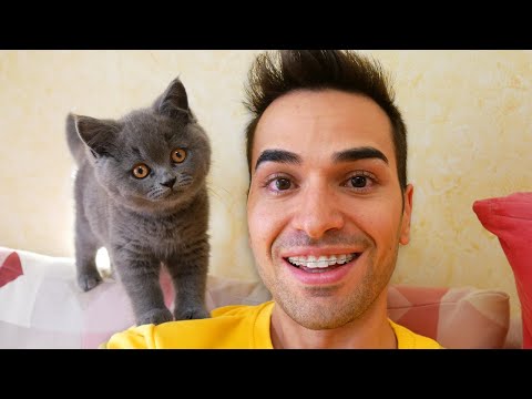 IL MIO NUOVO GATTO MAX