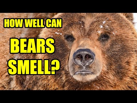 How Far Can a Bear Smell?  - A Bear's Powerful Sense of Smell