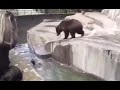 Polish Man Fights Bear In Warsaw Zoo