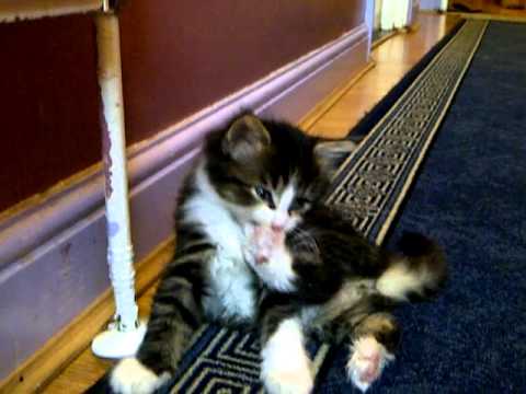 Oh missing our kitten )'; (Leo)