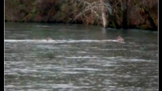 preview picture of video 'Two-Small Deer Swimming The Clinch River (8,665 CFS) at Two-Generators +'