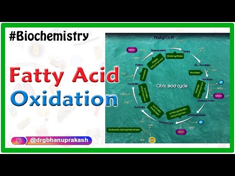 Fatty Acid-Oxidation ( Beta oxidation of fatty acids ) Biochemistry Animations Video