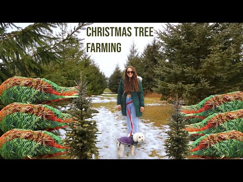 How Christmas Trees Are Made | Christmas Tree Farming, Harvesting, and Cultivation