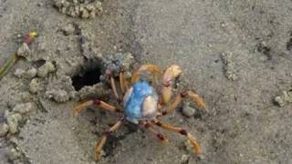 preview picture of video 'Soldier Crab Vid'