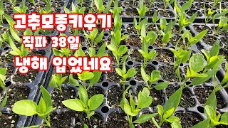 고추모종키우기 직파 38일 냉해