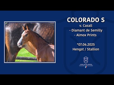 Holsteiner Elite-Fohlenauktion 2025 in Elmshorn | Nr. 04 v. Casall - Diamant de Semilly
