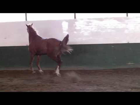 Dodge H, Freejumping Dec'11 #4 (Hogendoorn Sport Horses)
