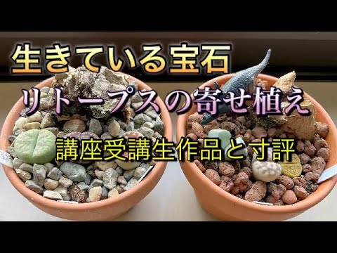生きている石、リトープス 植物