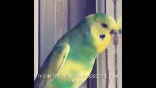 Budgie Chats To Owner Like A Human