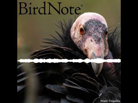 Female Condors Have Offspring Without Males