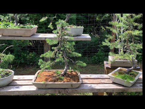 Yamadori Subalpine Fir Bonsai