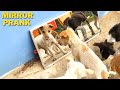 Dog Mirror Video Mirror Prank Funny Video For Dog Puppies Mirror Prank Video For Dog