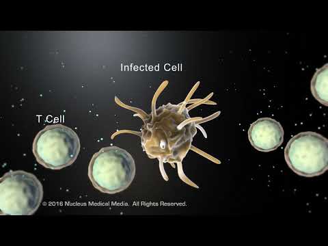 How HIV Affects the Immune System