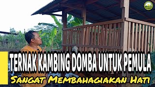 Download lagu Ternak Kambing Domba Untuk Pemula, Sangat Membahagiakan Hati mp3 Download lagu Ternak Kambing Domba Untuk Pemula, Sangat Membahagiakan Hati mp3
