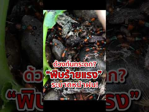 Rove beetle, a deadly poison, spreads during the rainy season! #RoveBeetle #DangerousInsect #Rain...