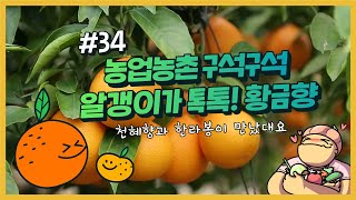 농업농촌 구석구석 ep.34 황금색으로 꽉 찬 알갱이가 달콤달콤, 황금향~