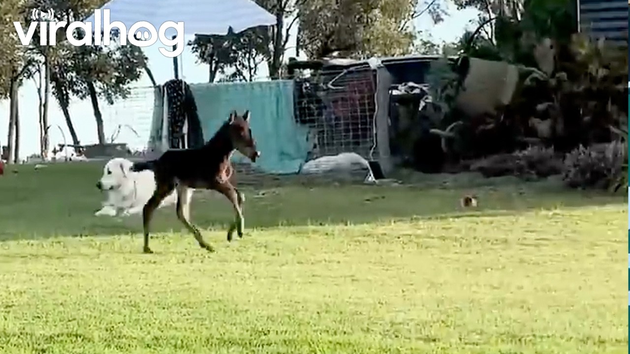 Foal Galloping Trips and Pretends Nothing Happened || ViralHog