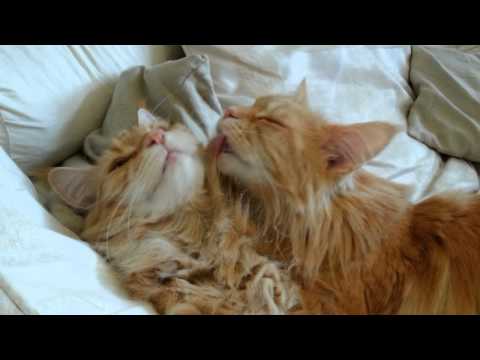 Leo & Dicky being cute