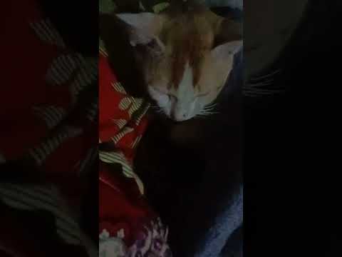 🐈🐈🐈😺😺😺😺🐈🐈🐈🐈😺😺😺😺😺 catipyou