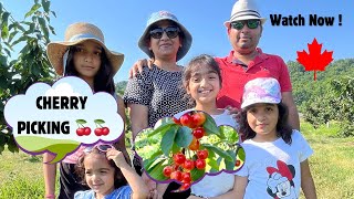 Cherry Picking 2025| Do you love Cherries then let's watch! #cherry #cherrypicking  #canada #fruits