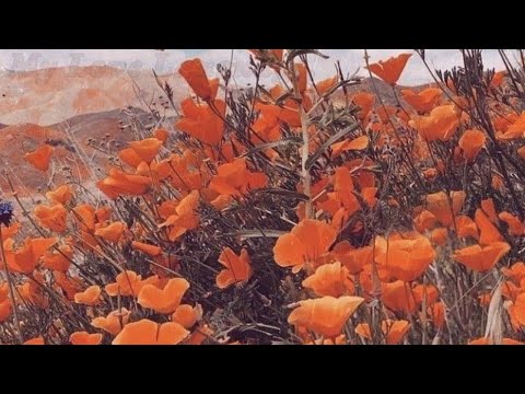 𝐌𝐲 𝐋𝐨𝐯𝐞 𝐋𝐚𝐧𝐠𝐮𝐚𝐠𝐞,『』𝐈𝐦𝐩𝐥𝐢𝐞𝐝 𝐈𝐫𝐮𝐦𝐚𝐭𝐬𝐮『』𝐓𝐖: 𝐊𝐢𝐧𝐝𝐚 𝐒𝐮𝐠𝐠𝐞𝐬𝐭𝐢𝐯𝐞?-/𝐌𝟏𝐮 𝐁𝐞𝐢𝐧𝐠 𝐌𝟏𝐮『』*ೃ༄𝐀𝐫𝐚𝐧𝐜𝐢𝐚.🍊