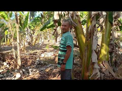 FUI COLHER BANANAS COM SEU JOSÉ EM LUZINÓPOLIS TOCANTINS 