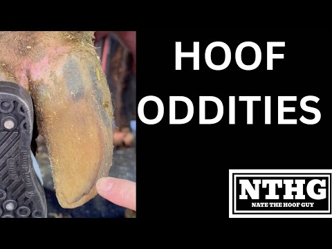 Four Hoof Problems You Don’t Usually See