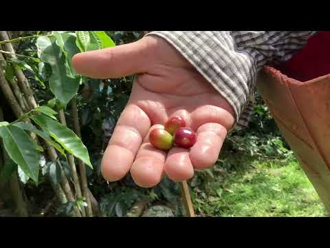 Mi tierra sabor a café